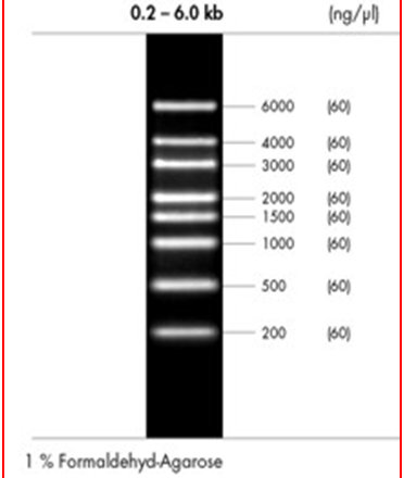 peqGOLD RTU High Range RNA Ladder