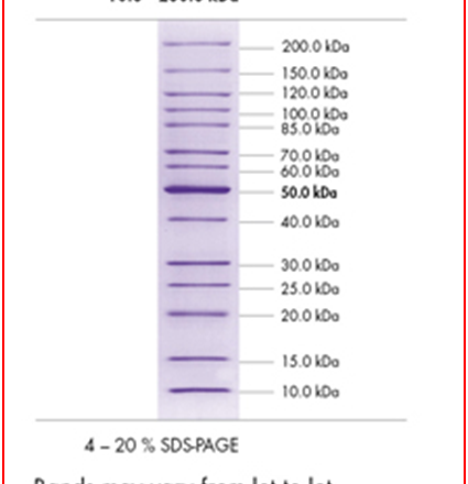 Protein Marker II Unstained fragment size 10.0 - 200.0 kDa