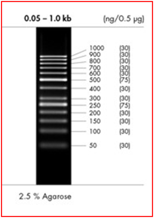 peqGOLD 50 bp DNA Ladder