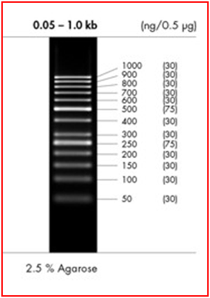 Marcadores DNA 