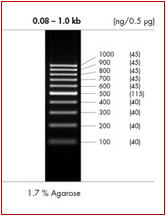peqGOLD 100 bp DNA-Ladder 50 µg