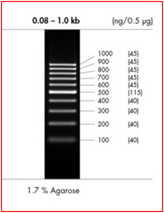 peqGOLD 100 bp DNA-Ladder 50 g