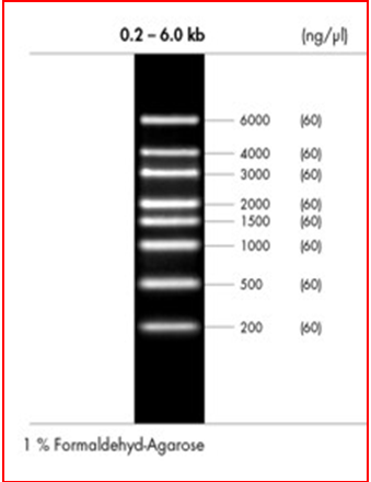 peqGOLD High Range RNA Ladder