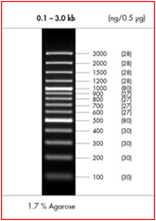 peqGOLD 100 bp DNA Ladder Plus 50 µg