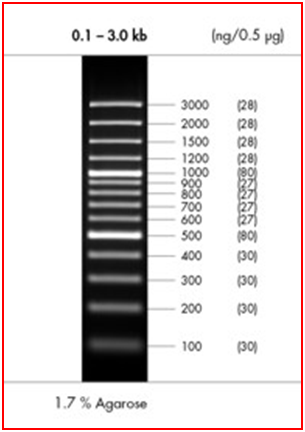 peqGOLD 100 bp DNA Ladder Plus 50 g