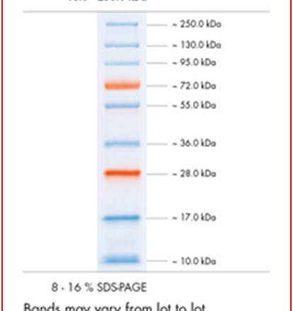 Protein Marker V  Prestained  fragment size 10 - 250 kDa