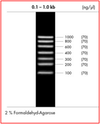 peqGOLD Low Range RNA-Ladder