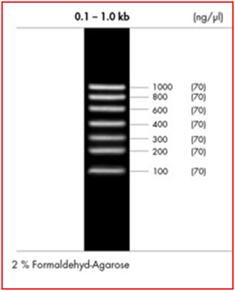 Marcadores RNA 