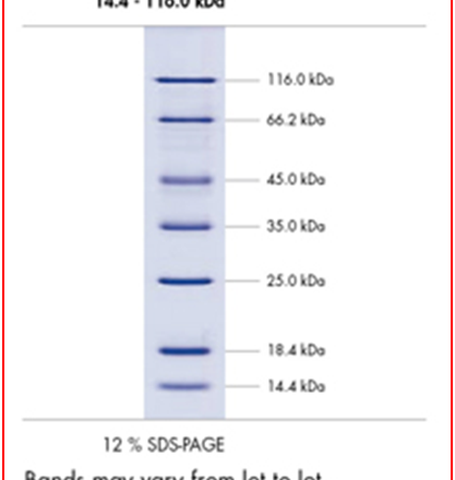 Protein Marker I Unstained fragment size 14.4 - 116.0 kDa