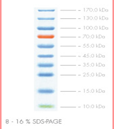 Protein Marker IV  Prestained fragment size 10 - 170 kDa